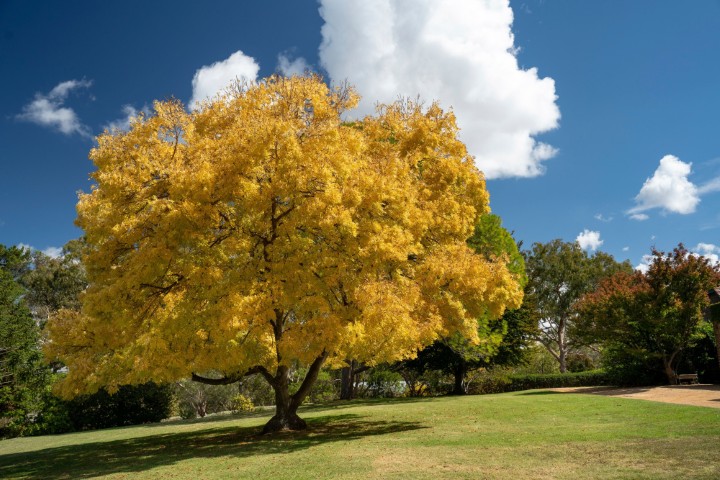 Armidale
